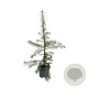 Larix decidua 80-100 cm 5,0L