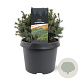Picea gl. 'Echiniformis' 20-25 cm 3,0L