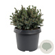 Picea gl. 'Echiniformis' 20-25 cm 3,0L