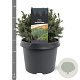 Picea gl. 'Echiniformis' 20-25 cm 3,0L