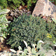Picea gl. 'Echiniformis' 20-25 cm 3,0L