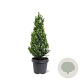 Picea gl. Perfecta 60-70 cm 5,0L