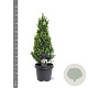 Picea gl. Perfecta 60-70 cm 5,0L