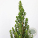 Picea gl. Perfecta 60-70 cm 5,0L