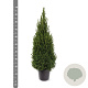 Picea gl. Perfecta 60-80 cm 7,5L