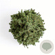 Picea gl. Perfecta 60-80 cm 7,5L