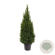 Picea gl. Perfecta 60-80 cm 7,5L