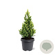 Picea gl. 'Rainbow's End' 40-50 cm 5,0L