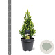 Picea gl. 'Rainbow's End' 40-50 cm 5,0L