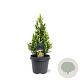 Picea gl. 'Rainbow's End' 40-50 cm 5,0L