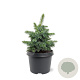 Picea sitchensis 'Tenas' 20-25 cm 3,0L