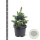 Picea sitchensis 'Tenas' 20-25 cm 3,0L