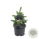 Picea sitchensis 'Tenas' 20-25 cm 3,0L