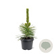 Pinus thunbergii 'Ogon' 25-30 cm 3,5L