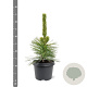 Pinus thunbergii 'Ogon' 25-30 cm 3,5L