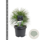 Pinus wallichiana 25-30 cm 3,5L