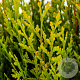 Platycladus or. 'Aurea Nana' 25-30 cm 3,5L