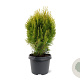 Platycladus or. 'Aurea Nana' 25-30 cm 3,5L