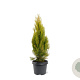 Platycladus or. 'Pyramidalis Aurea' 40-50 cm 3,0L