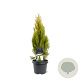 Platycladus or. 'Pyramidalis Aurea' 40-50 cm 3,0L