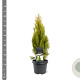 Platycladus or. 'Pyramidalis Aurea' 40-50 cm 3,0L