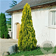 Platycladus or. 'Pyramidalis Aurea' 40-50 cm 3,0L