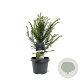Taxus baccata 30-40 cm 3,0L