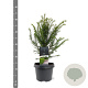Taxus baccata 30-40 cm 3,0L