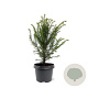 Taxus baccata 30-40 cm 3,0L