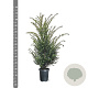 Taxus baccata 80-100 cm 4,0L