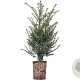 Taxus baccata 80-100 cm 4,0L