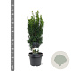 Taxus b. 'Fastigiata' 40-50 cm 3,0L