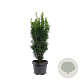 Taxus b. 'Fastigiata' 40-50 cm 3,0L