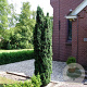 Taxus b. 'Fastigiata' 40-50 cm 3,0L