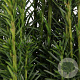 Taxus b. 'Fastigiata' 40-50 cm 3,0L