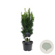Taxus b. 'Fastigiata' 40-50 cm 3,0L