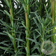 Taxus b. 'Fastigiata Robusta' 40-50 cm 3,0L