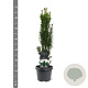 Taxus b. 'Fastigiata Robusta' 40-50 cm 3,0L
