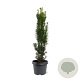 Taxus b. 'Fastigiata Robusta' 40-50 cm 3,0L