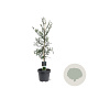 Taxodium distichum 80-100 cm 5,0L