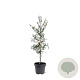 Taxodium distichum 80-100 cm 5,0L