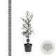 Taxodium distichum 80-100 cm 5,0L