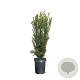 Taxus media 'Hillii' 50-60 cm 4,0L