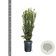 Taxus media 'Hillii' 50-60 cm 4,0L