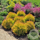 Thuja occ. Fire Chief 25-30 cm 3,5L