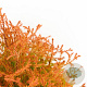 Thuja occ. Fire Chief 25-30 cm 3,5L