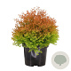 Thuja occ. Fire Chief 25-30 cm 3,5L