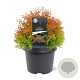Thuja occ. Fire Chief 25-30 cm 3,5L