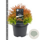 Thuja occ. Fire Chief 25-30 cm 3,5L