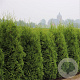 Thuja occidentalis 'King of Brabant' 100-125 cm 4,0L